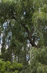 Das Tanzen der Bäume verursacht den Wind